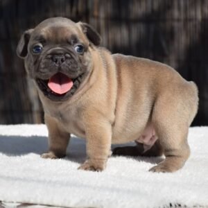 Fred- Male - Image 3