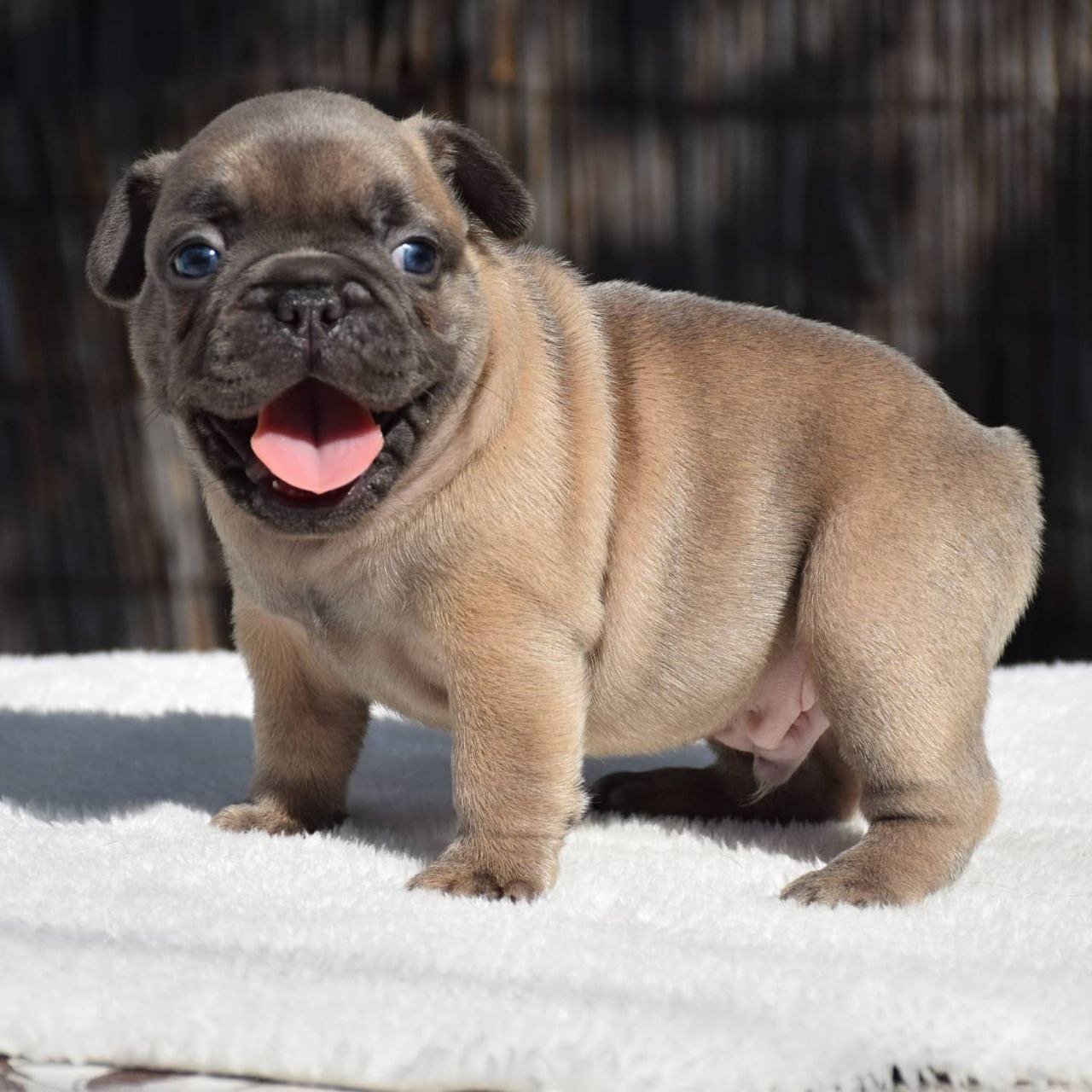 Fred- Male - Image 3