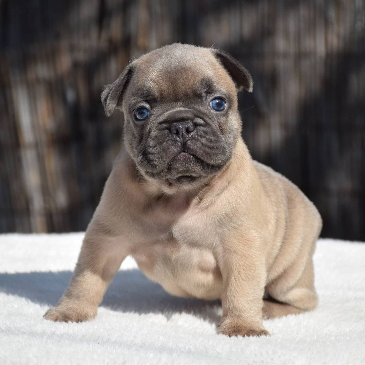 Fred- Male